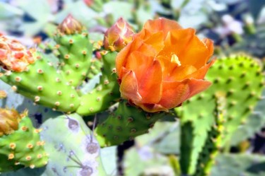 plant